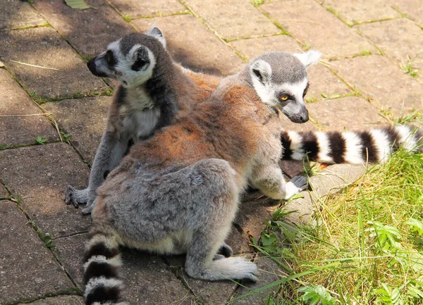 Zwei Süße Ringelschwanzlemuren Lemur Catta Spielen Miteinander — Stockfoto