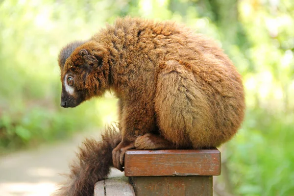 Flauschiger Rotbauchmaki Eulemur Rubriventer Sitzt Auf Dem Holzzaun — Stockfoto