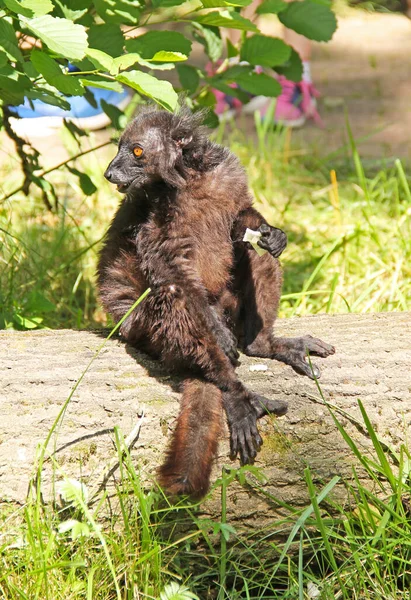 Flauschiger Schwarzer Lemur Eulemur Macaco Sitzt Auf Einem Baumstamm Und — Stockfoto