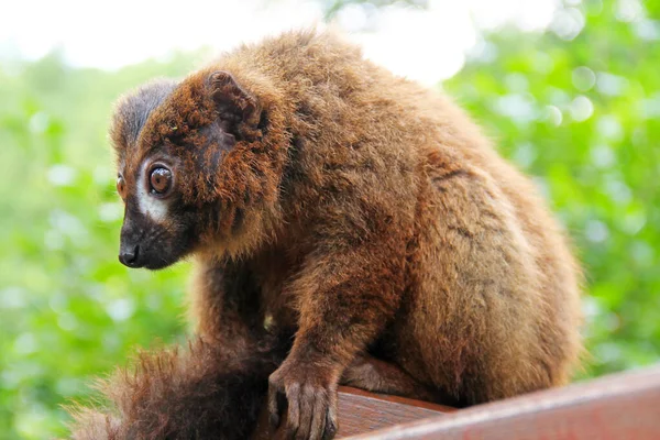 Vaporoso Lemure Dal Ventre Rosso Eulemur Rubriventer Seduto Sulla Recinzione — Foto Stock