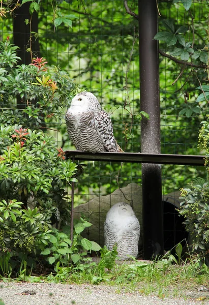 Couple Fluffy Snowy Owls Bubo Scandiacus Aviary — Stock Photo, Image
