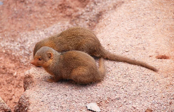two cute common dwarf mongooses (Helogale parvula) on the red sand