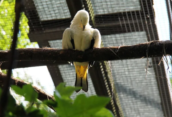 笼养的皇鸽 Ducula Bicolor 生活在笼中 清洁其幼鸽 — 图库照片