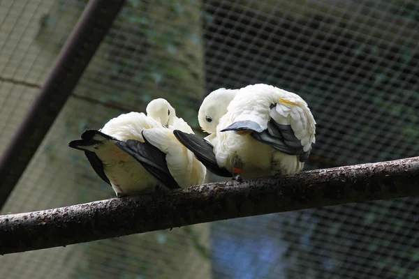 Paar Keizerlijke Duiven Ducula Bicolor Die Gevangenschap Leven Hun Veren — Stockfoto