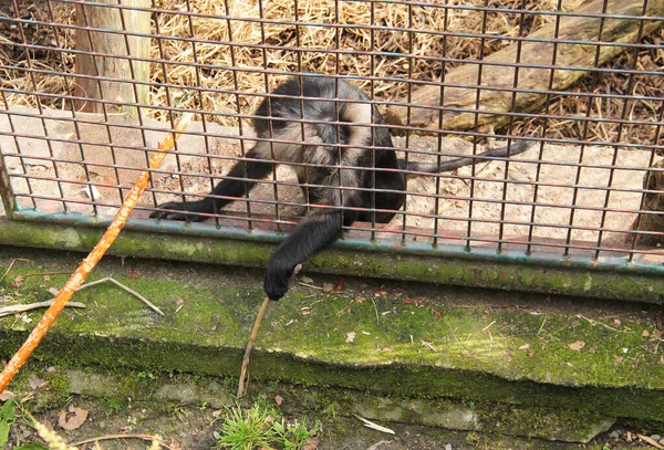 Macaco Coda Leone Prigioniero Con Ramoscello Arrivare Alcune Foglie Animale — Foto Stock