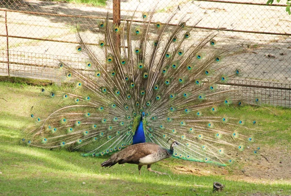 Mâle Paon Indien Coloré Paon Pavo Cristatus Montrant Queue Ouverte — Photo