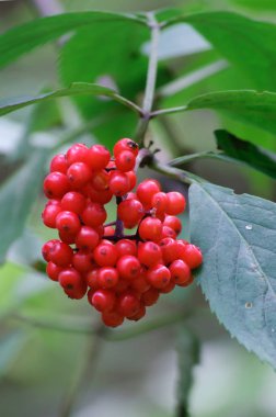 Kırmızı rowan Şubesi