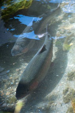 Derede büyük alabalık