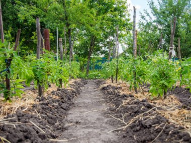 Rows of tomato bushes tied to pegs and straw mulched clipart