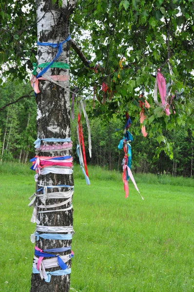 Tree Decorated Colored Ribbons — Stock Photo, Image