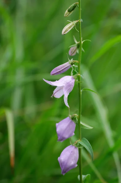 Bluebell Growing Meadow — Stock Photo, Image