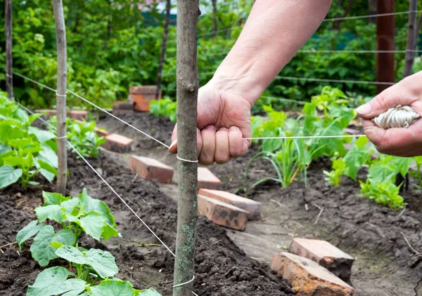 Den Spaljé Garn Spänning Mellan Träpinnar — Stockfoto