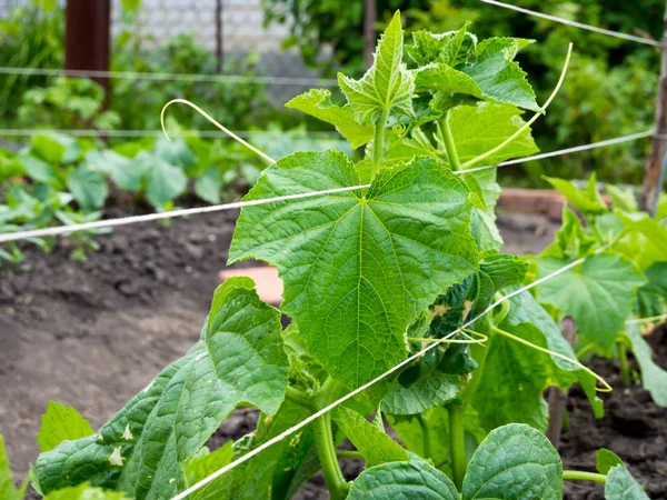 Lanes Cucumber Bed — Stock Photo, Image