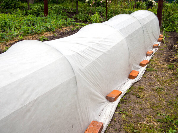 Protection of beds from the sun with a white covering material