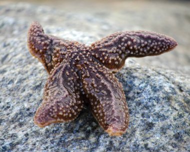 Bir taşın üzerinde yatan denizyıldızı