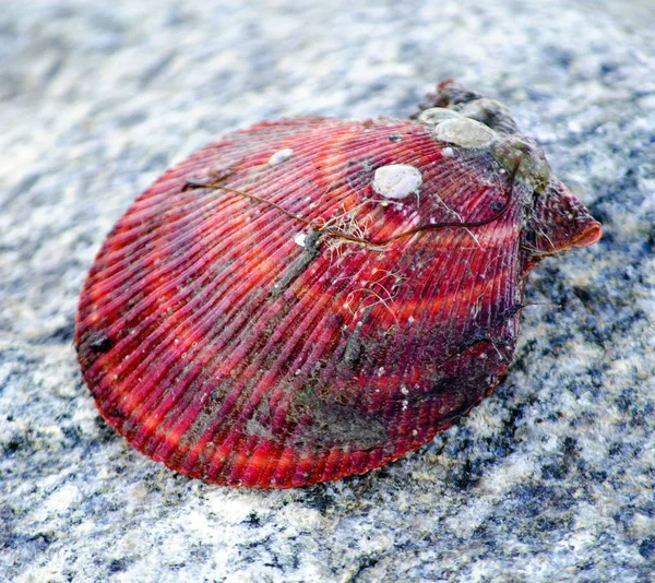 Scallop Shell on a stone