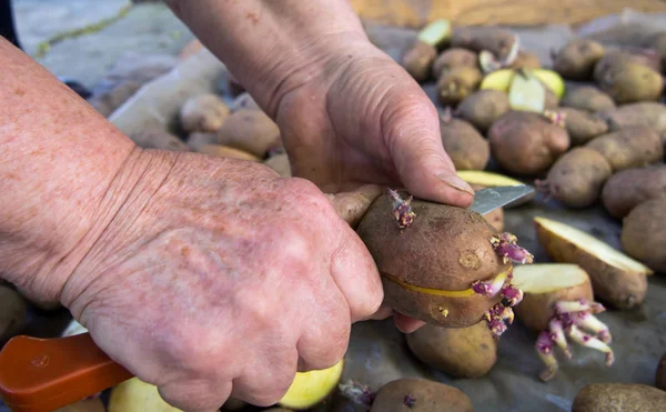 Bir adam ekimden önce patates yumrusunu parçalara ayırır.