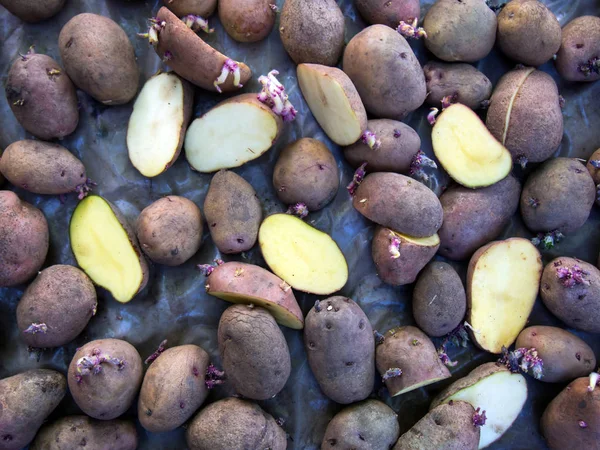 Potato tubers dry out after the treatment of diseases before planting