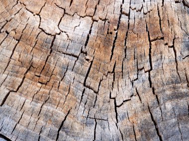 Eski odunsu biçilmiş ağaç kütüğünün dokusu