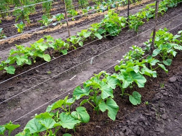 Camas Com Pepinos Jovens Colocadas Terreno Aberto — Fotografia de Stock