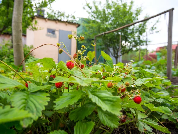 Cultivo Fresas Forestales Está Creciendo Jardín — Foto de Stock