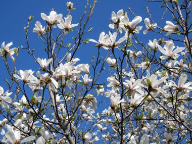 Mavi arkaplanda beyaz manolya çiçekleri