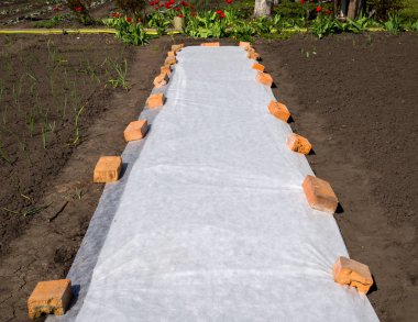 Covering material spread on the ground protects the shoots from frosts clipart
