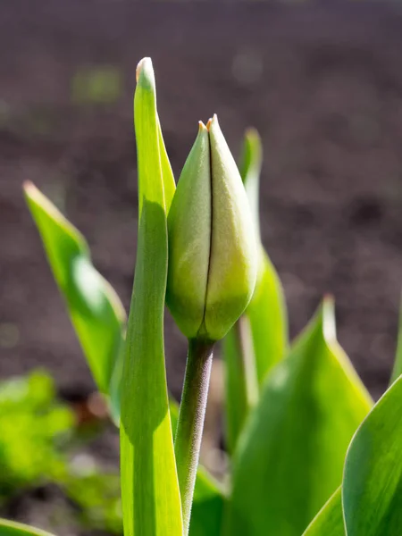 早春の庭のチューリップの芽 — ストック写真
