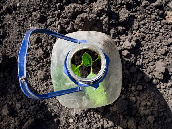 Fluchtpflanzen Bedeckten Abgeschnittene Plastikflasche — Stockfoto