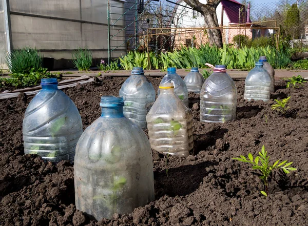 Genç filizler plastik şişelerden yapılmış kapaklarla kaplıdır.
