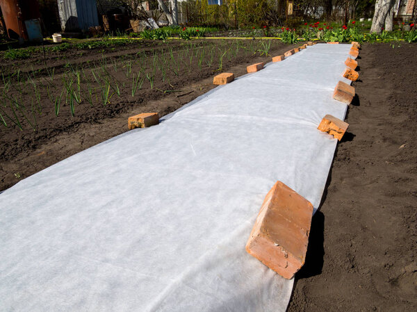 Материалы белого покрытия, раскинутые по земле для защиты саженцев от холода
