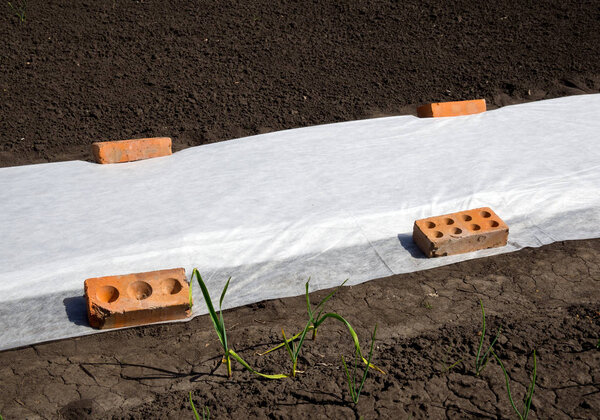 The garden bed, covered with a white covering materials for protection from the cold