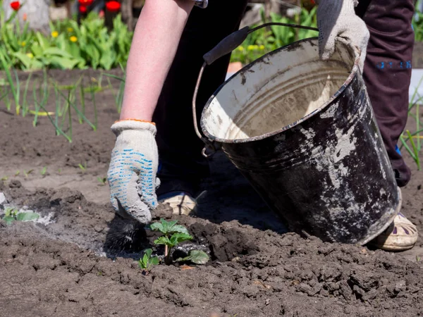 Grădinar Aruncă Lăstari Plante Cenușă Lemn Dintr Găleată — Fotografie, imagine de stoc