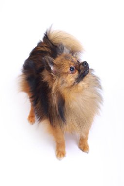 Alman Spitz ayakta ve yukarı bakıyor