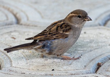Kaldırım da oturan serçe