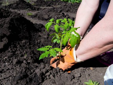 İlkbaharda bir baharda bir fidan domates dikim