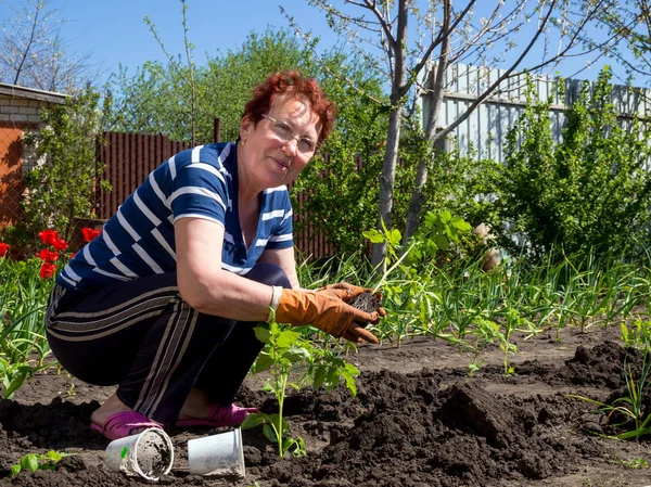 Voronezh Ryssland Maj 2017 Äldre Kvinna Plantera Plantor Den Beredda — Stockfoto