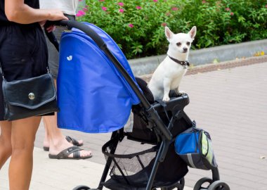 Sahibi köpeğini bebek arabasında taşıyor.