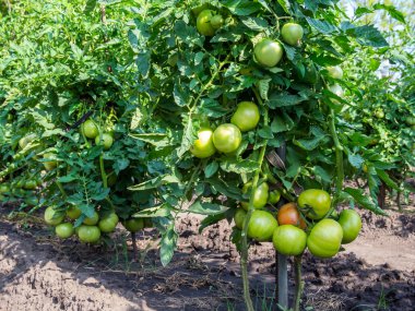 Büyük domates çalılar üzerinde olgunlaşma domates kümeleri