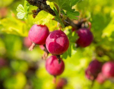 Güneş tarafından arkadan aydınlatmalı bektaşi üzümü Olgun meyveleri