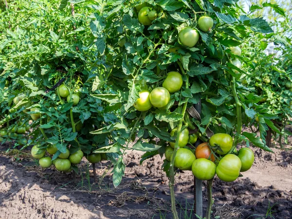 Büyük domates çalılar üzerinde olgunlaşma domates kümeleri