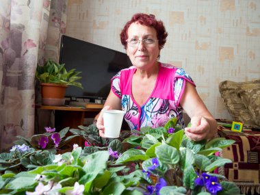 Voronej, Rusya - 24 Haziran 2018: Emekli hobi olarak menekşe yetiştiriyor