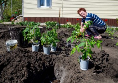 Voronej, Rusya - 04 Mayıs 2017: Açık zemine domates eken yaşlı bir kadın