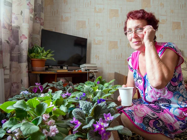 Voronej, Rusya - 24 Haziran 2018: Yaşlı bir kadın dairesinde menekşe yetiştiriyor.