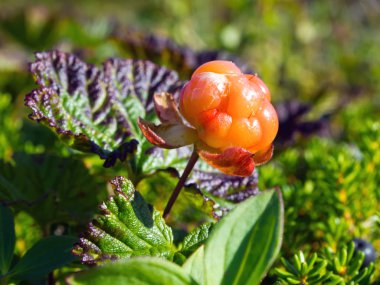 Kuzey berry cloudberry (Latince adı: Rubus chamaemorus)