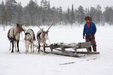 Lovozero, Russia - January 08, 2014, Sami national costume near the reindeer clipart