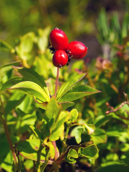 Ягоды Шведской Травы Cornus Suecica Латинское Название Chamaepericlymenum Suecicum — стоковое фото