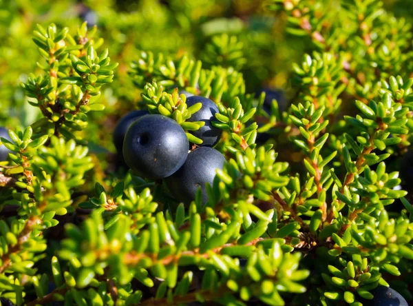 Berries Crowberry Black Latin Name Empetrum — Stock Photo, Image