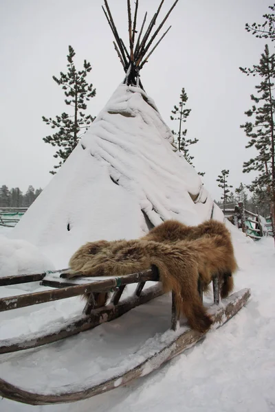 サーミテント クマの皮 — ストック写真