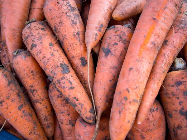 Zanahorias Naturales Nuevo Cultivo Con Los Restos Tierra —  Fotos de Stock